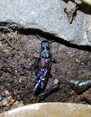 Naddia taiwanensis