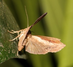Lophoptera squammigera