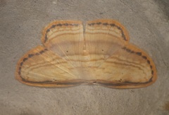 Drapetodes mitaria