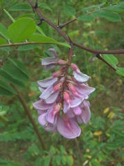 Robinia viscosa