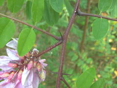 Robinia viscosa