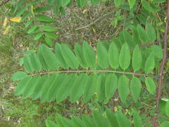 Robinia viscosa
