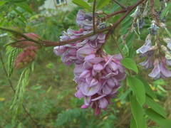Robinia viscosa