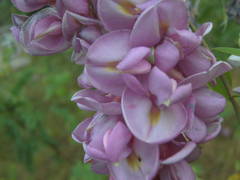 Robinia viscosa