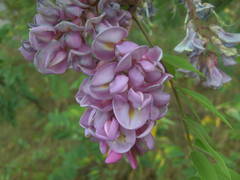 Robinia viscosa