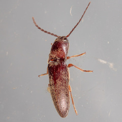 Dipropus simplex