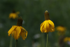 Rudbeckia californica