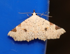 Prolophota trigonifera