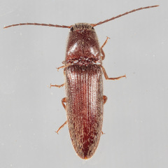 Dipropus simplex
