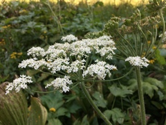 Perideridia bolanderi