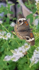 Junonia coenia