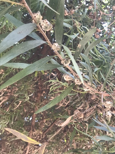 Willow-leaved hakea