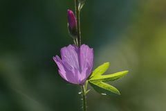 Sidalcea glaucescens