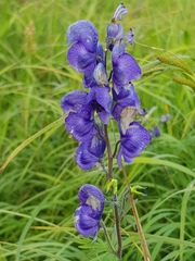 Aconitum baicalense