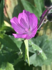 Sidalcea glaucescens