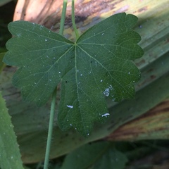 Sidalcea glaucescens