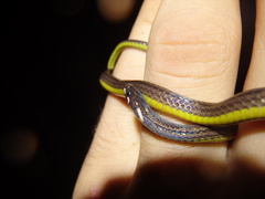 Barbour's Tropical Ground Snake photo 2