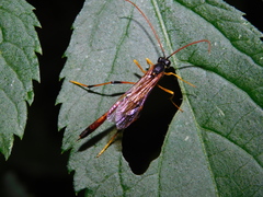Therion circumflexum