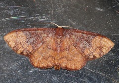 Metallaxis semipurpurascens