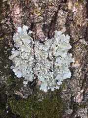 Crespoa crozalsiana