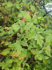 Toxicodendron radicans verrucosum