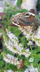 Junonia coenia