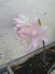 Amaryllis