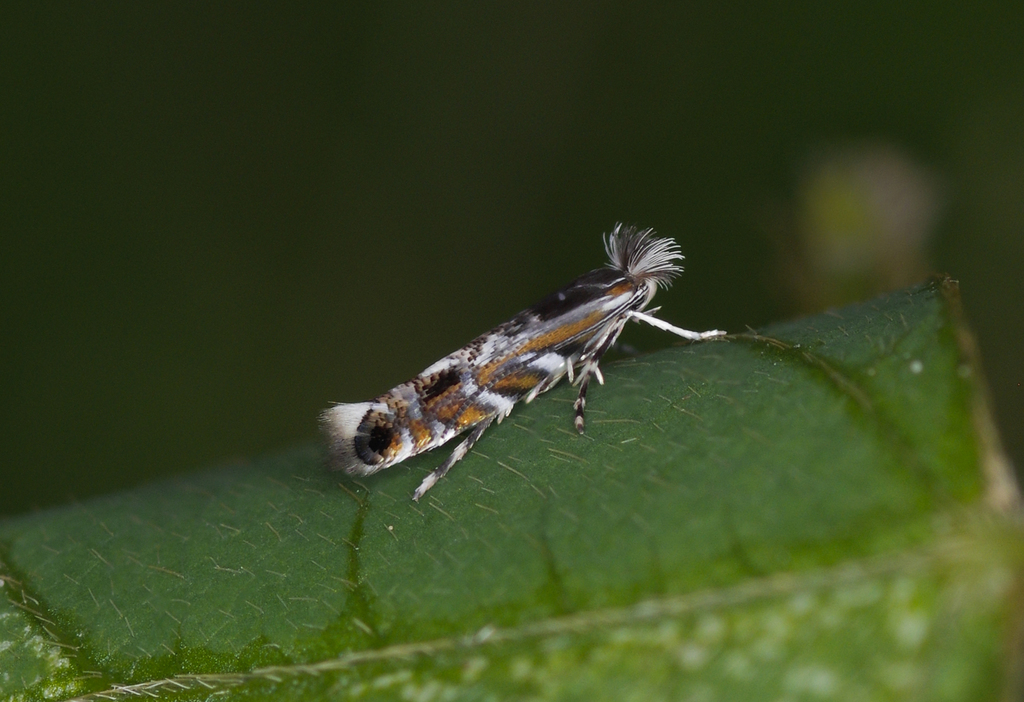 Macrosaccus morrisella