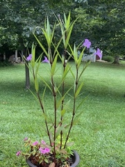Magnoliopsida