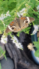 Junonia coenia