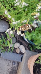 Junonia coenia