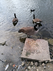 Branta canadensis