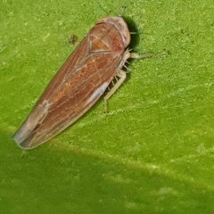 Idiodonus cruentatus