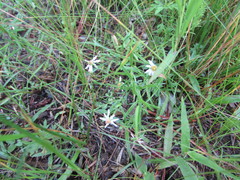 Symphyotrichum depauperatum