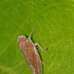Idiodonus cruentatus