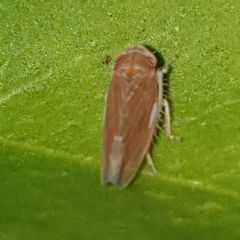 Idiodonus cruentatus