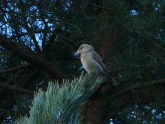 Loxia pytyopsittacus
