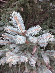Picea chihuahuana