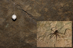 Spelungula cavernicola