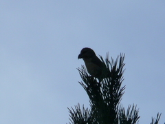 Loxia pytyopsittacus