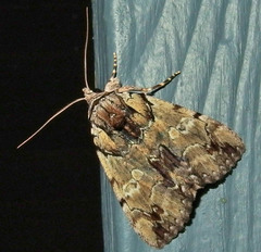 Catocala praeclara