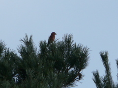 Loxia pytyopsittacus