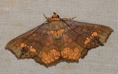 Lopharthrum comprimens