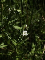 Epilobium hallianum