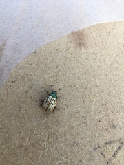 Leptinotarsa lineolata