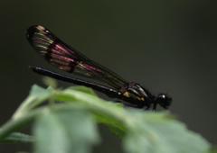 Aristocypha trifasciata