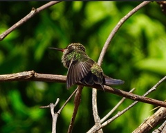 Cynanthus latirostris