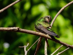Cynanthus latirostris