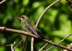 Cynanthus latirostris