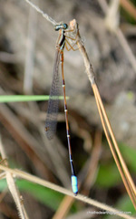 Drepanosticta carmichaeli